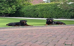 Rottweiler dogs for sale: True Quality Rottweiler Female Puppy  - Image 10