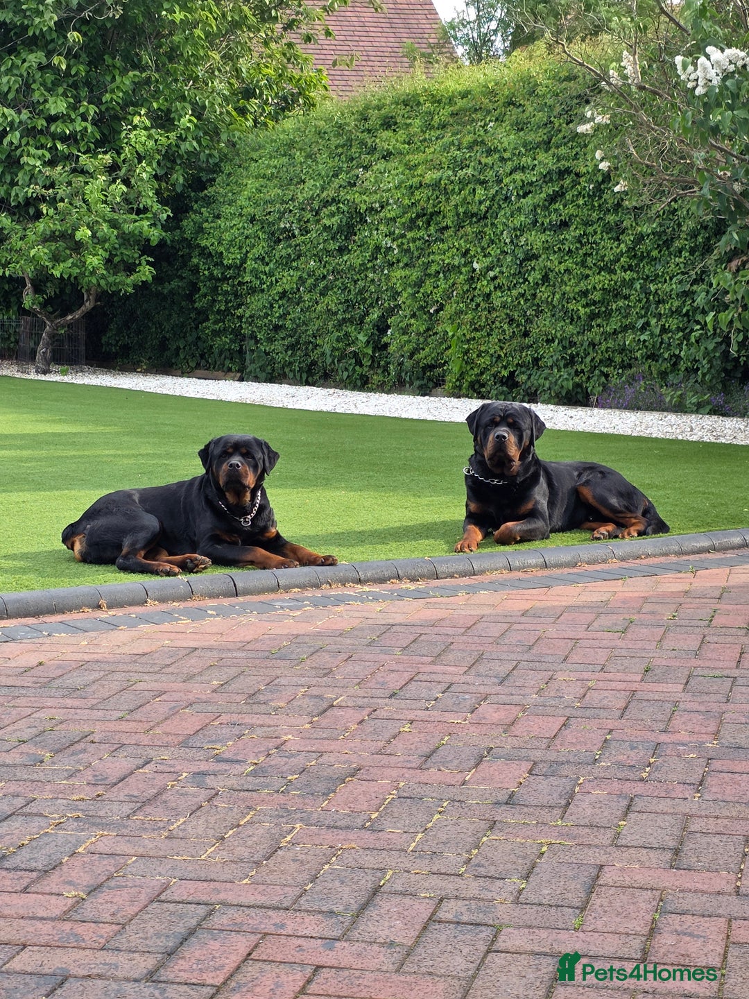 Rottweiler dogs for sale: True Quality Rottweiler Female Puppy  - Image 10