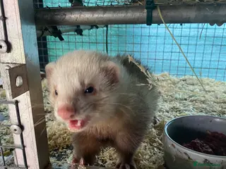 Ferret rodents Sandy black eyed hob - Advert 3