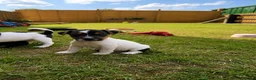 Jack Russell dogs for sale: Gorgeous Jack Russell puppies - Advert 5
