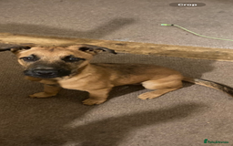 Mixed Breed dogs for sale: Freddie  - Image 1