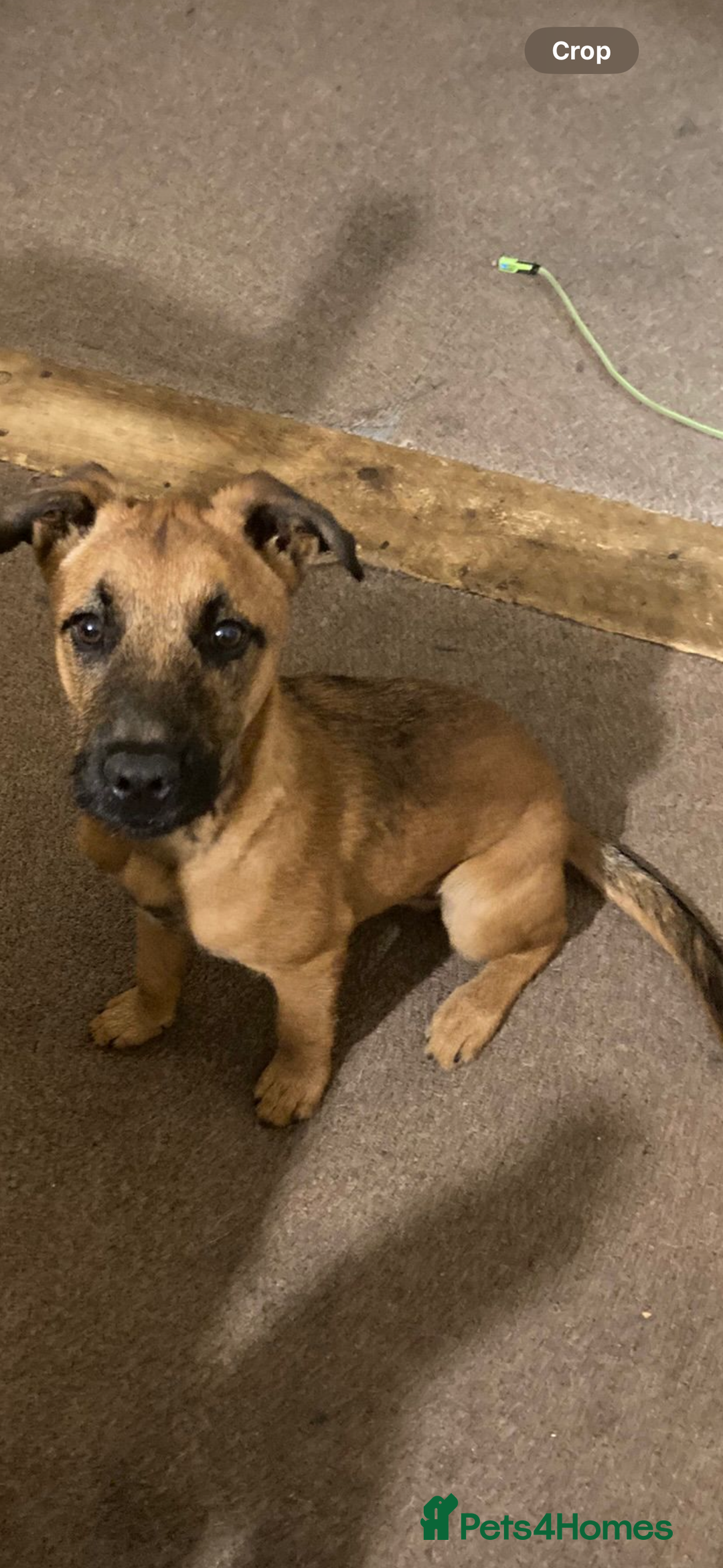 Mixed Breed dogs for sale: Freddie  - Image 1