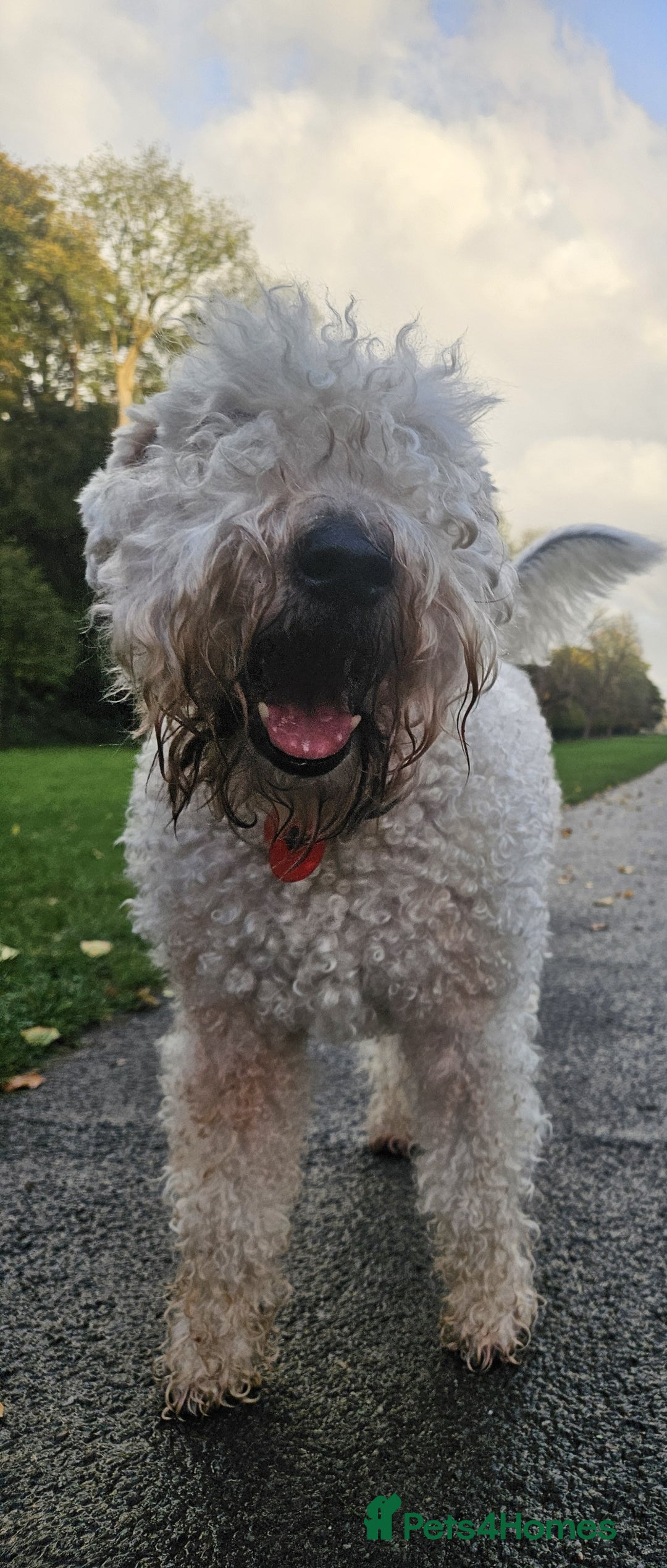 Soft Coated Wheaten Terrier dogs for sale: Wheaten Terrier - 5 years old - Advert 6