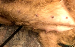 Irish Terrier dogs for sale: Irish Terrier pups expected early December  - Image 25