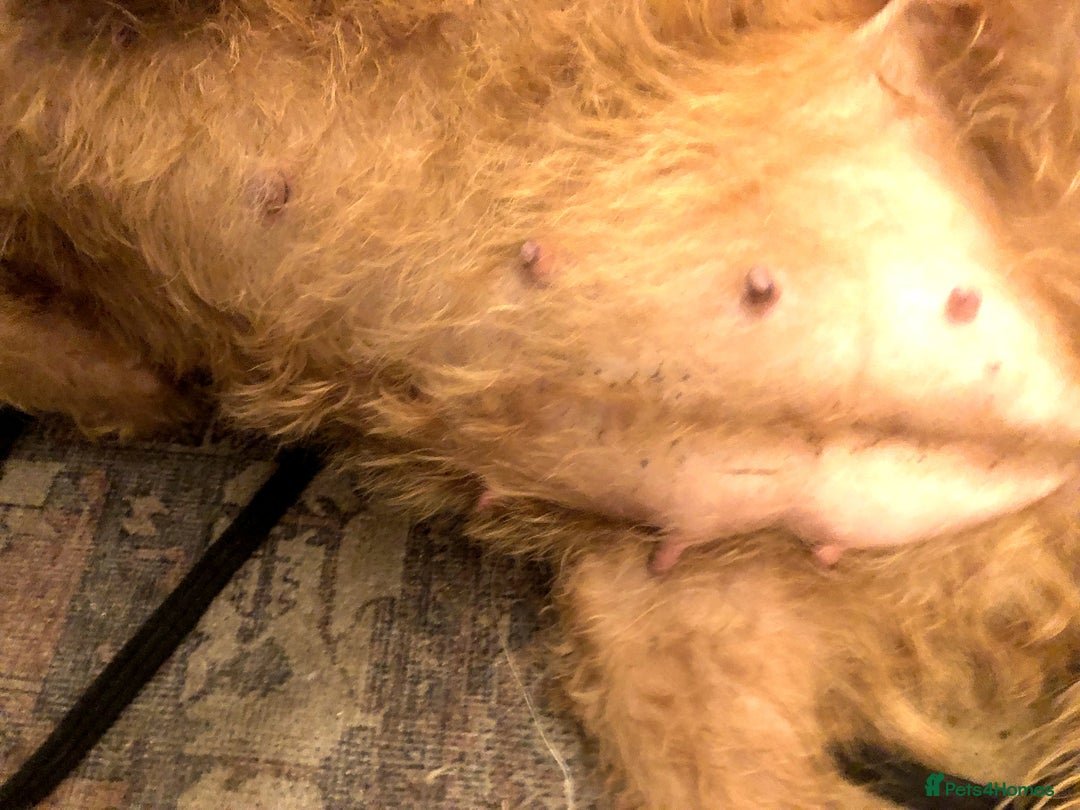 Irish Terrier dogs for sale: Irish Terrier pups expected early December  - Image 25