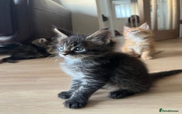 Maine Coon cats for sale: GCCF Registered Maine Coons Ready 16th August  in Banbury - Image 23