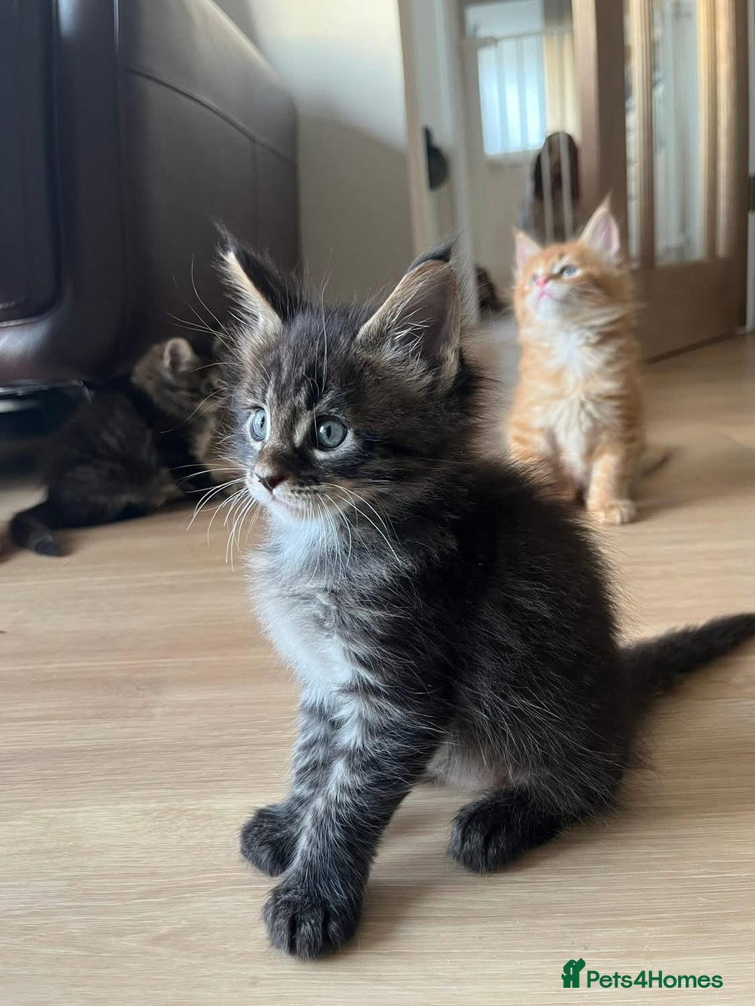 Maine Coon cats for sale: GCCF Registered Maine Coons Ready 16th August  in Banbury - Image 23
