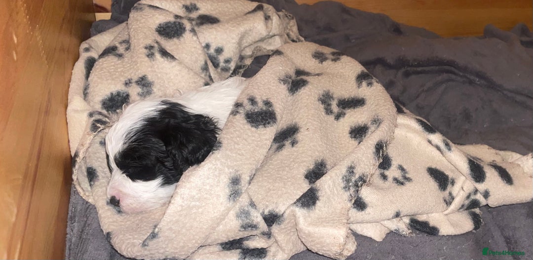 Cavapoo dogs for sale: BEAUTIFUL Toy Cavapoos! - Image 21