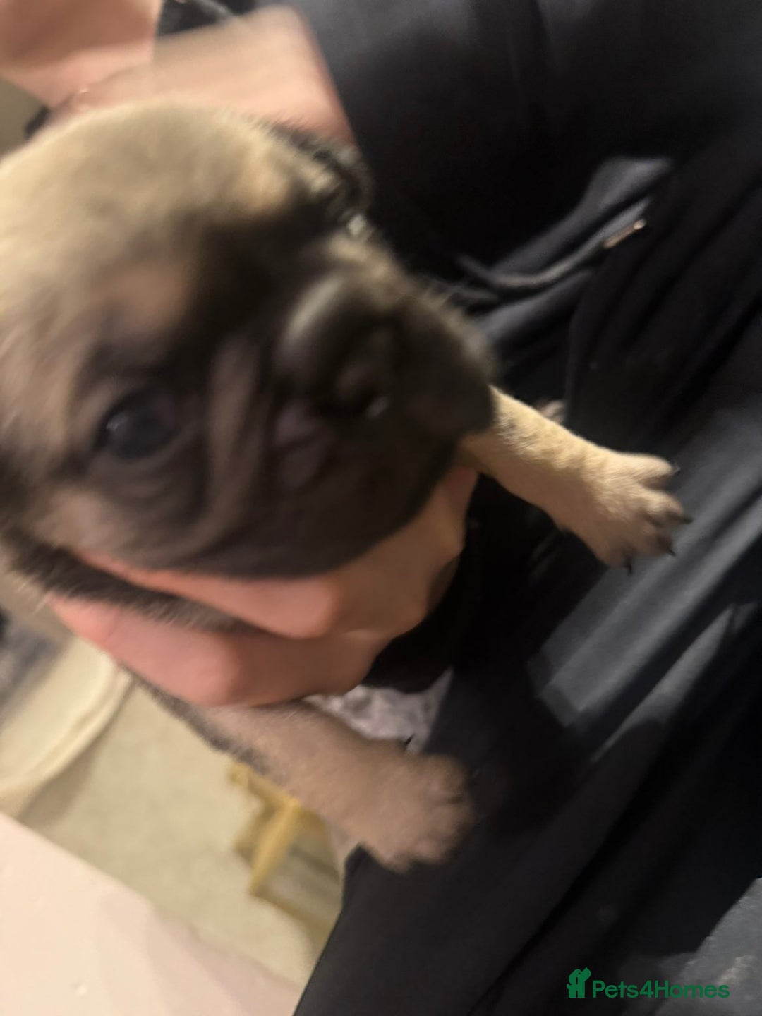 Frug dogs for sale: Frug puppies - Advert 14