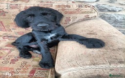 German Wirehaired Pointer dogs for sale: A LITTLE LAD! KC REG AND FULLY VACCINATED. - Image 3
