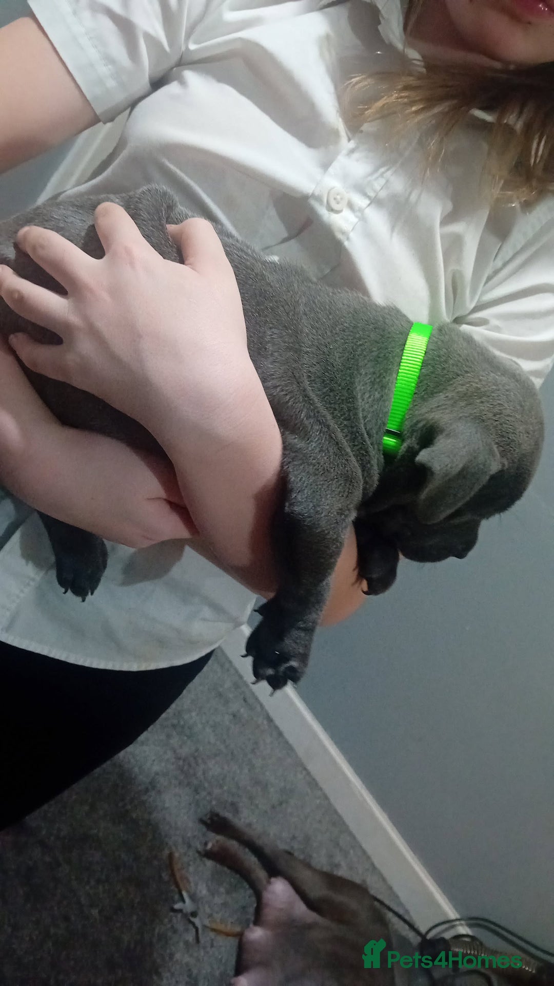 Staffordshire Bull Terrier dogs for sale: **Gorgeous blue staffy pups** - Advert 9