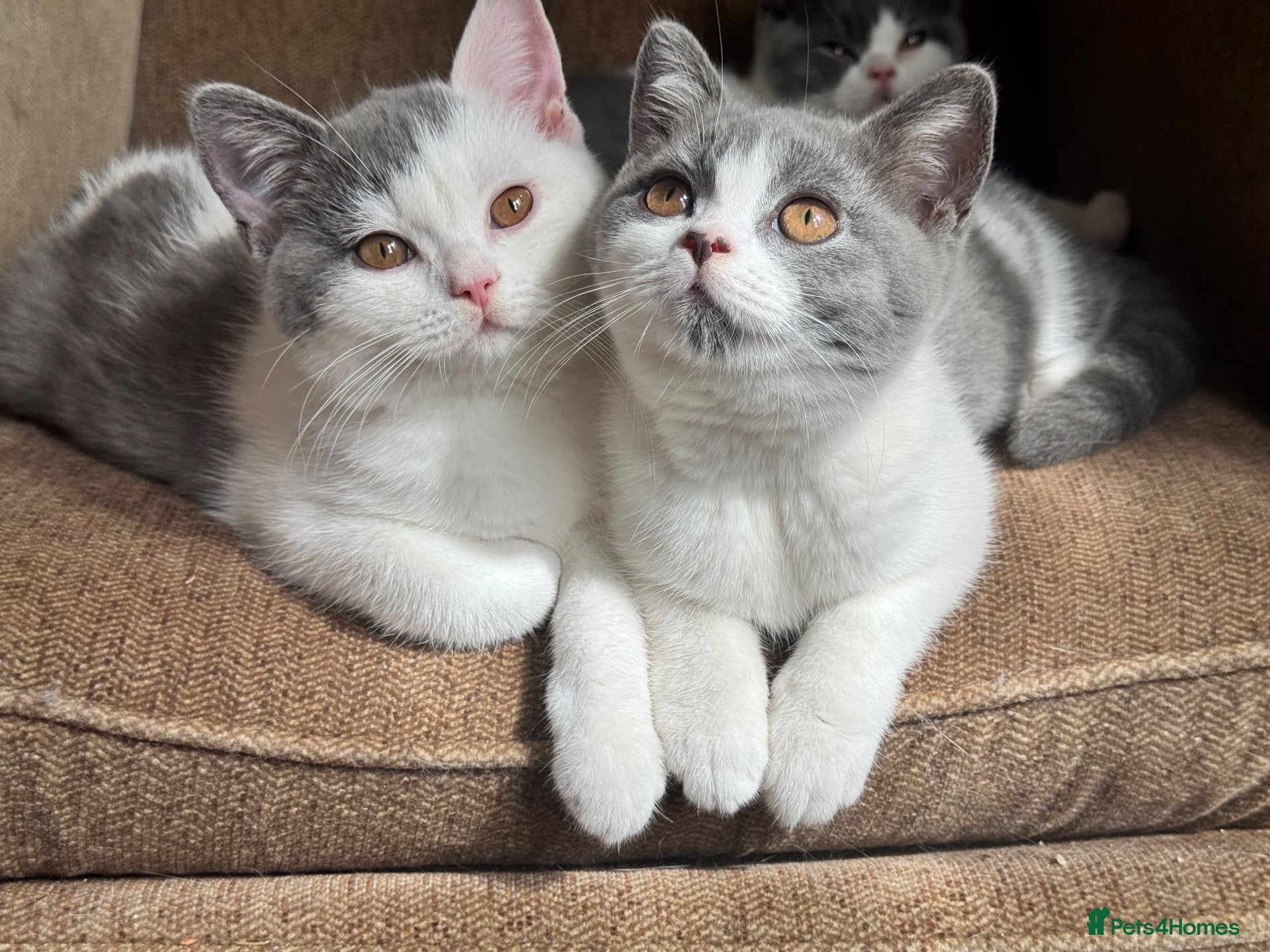 British Shorthair cats TICA Registered BritishShorthairKittens  Ready now - Advert 14