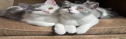 British Shorthair cats for sale: TICA Registered BritishShorthairKittens  Ready now - Advert 1