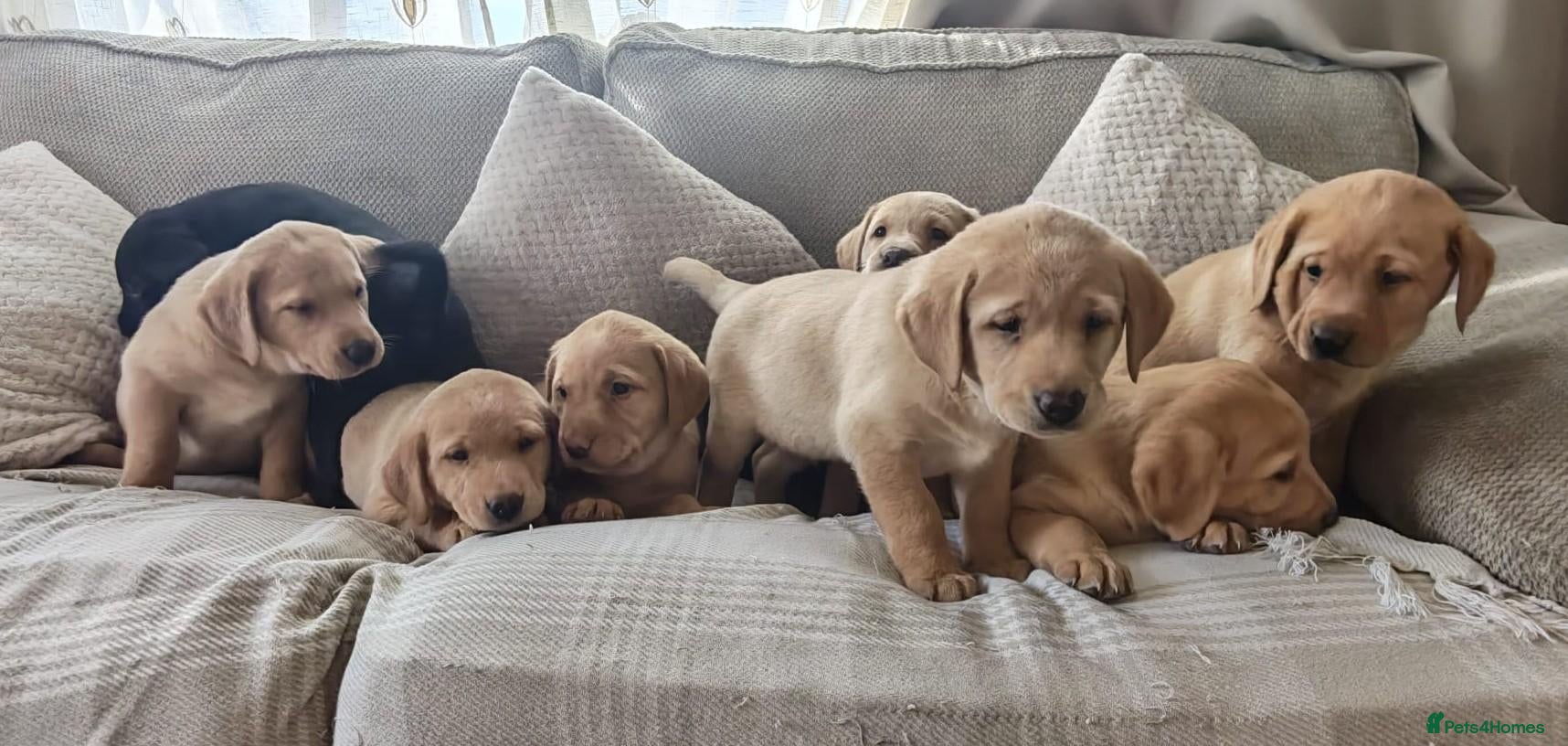Labrador Retriever dogs Stunning Labrador Retriever Puppies Available - Advert 14