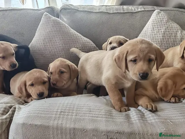 Labrador Retriever dogs Stunning Labrador Retriever Puppies Available - Advert 14