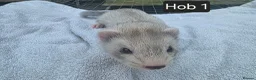 Ferret rodents for sale: Silver Ferret Kits Ready To Leave - Advert 4