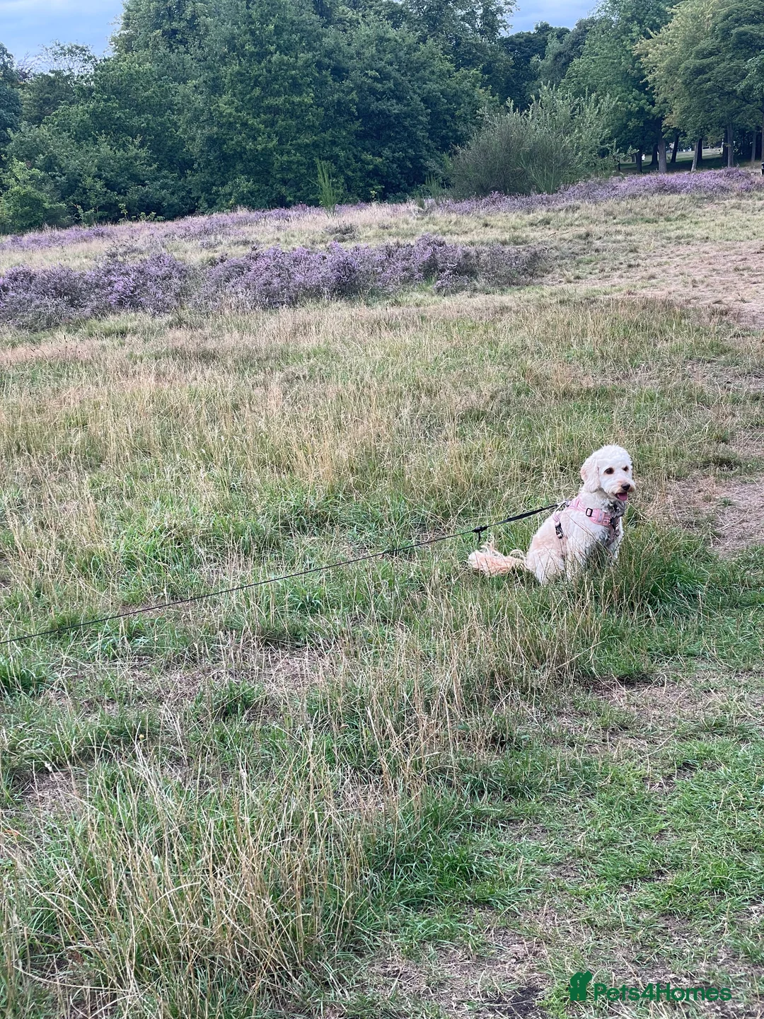 Cockapoo dogs for sale: Sweetest pet - Advert 7