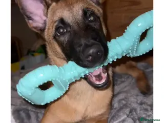 Belgian Shepherd Dog dogs Hugo Belgian malinos - Advert 6