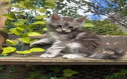 Maine Coon cats for sale: Maincoon kittens ready now  - Image 6