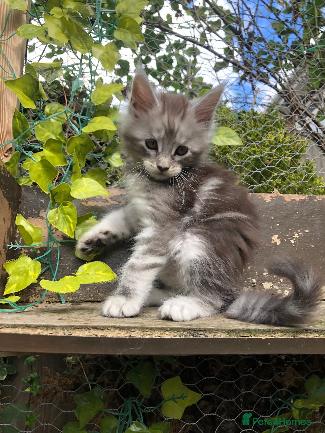 Maine Coon cats for sale: Maincoon kittens ready now  - Image 6