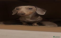 Miniature Dachshund dogs for sale: Isabella & Tan Mini Dachshund puppies 🤎 - Advert 4