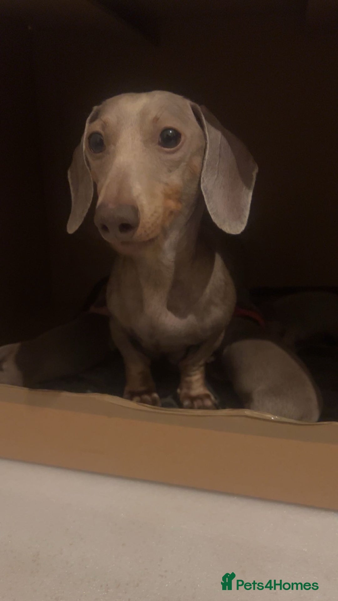 Miniature Dachshund dogs for sale: Isabella & Tan Mini Dachshund puppies 🤎 - Advert 4