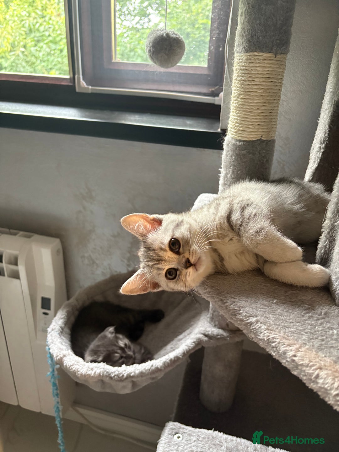 Scottish Fold cats for sale: Scottish fold kittens ready to find new homes - Image 8