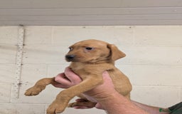 Labrador Retriever dogs for sale: Gorgeous Labrador Puppies for sale - Image 8