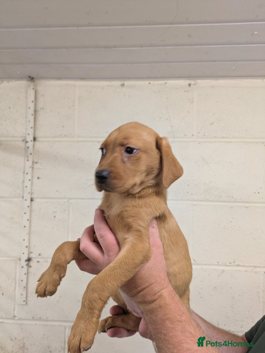 Labrador Retriever dogs for sale: Gorgeous Labrador Puppies for sale - Image 8