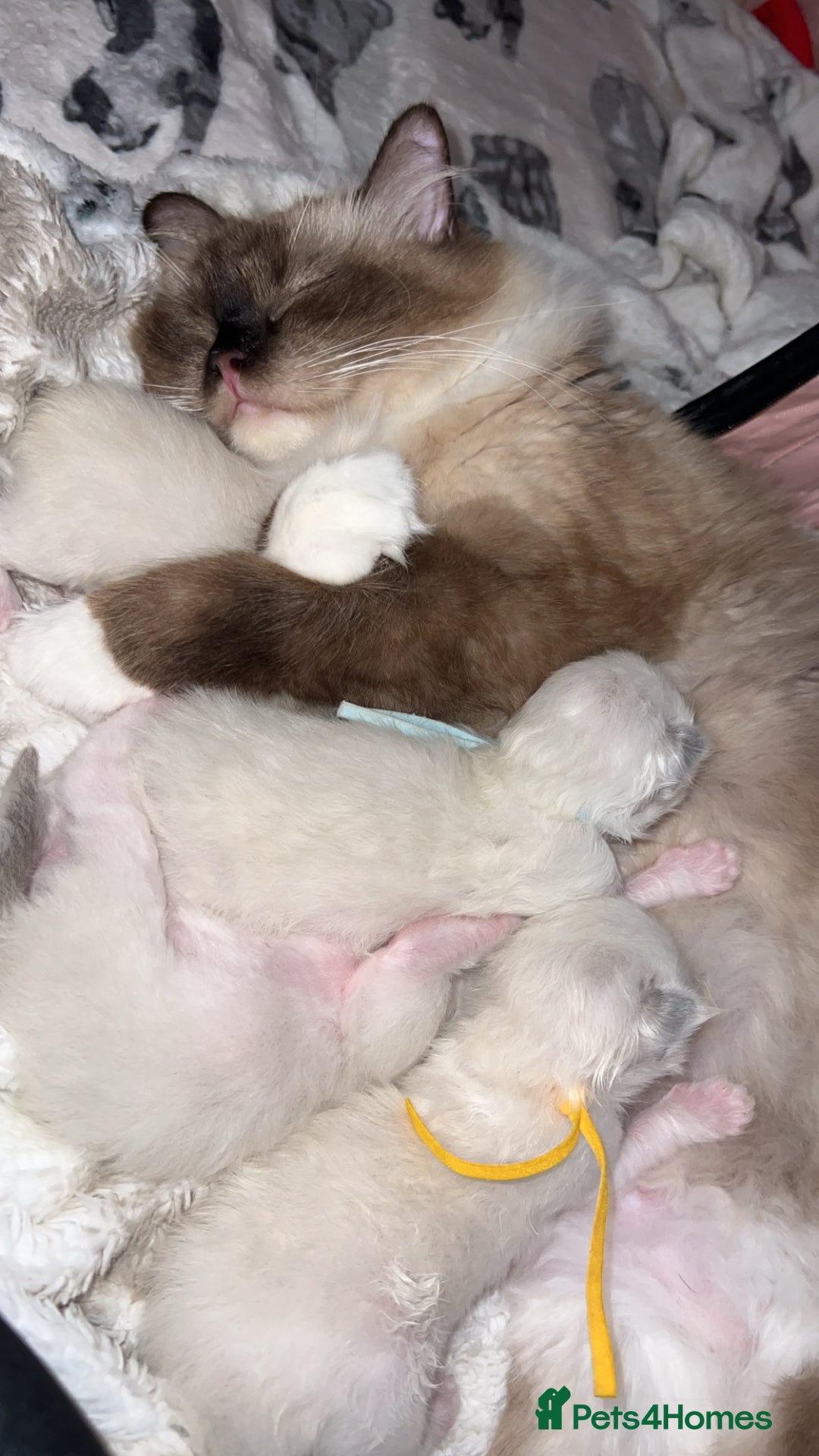 Ragdoll cats for sale: Gccf ragdoll kittens imperial grand champion lines - Advert 10