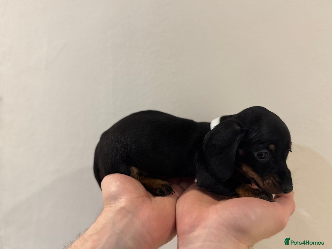 Miniature Dachshund dogs for sale: KC registered miniature dachshunds - Advert 19