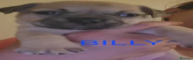 Billy