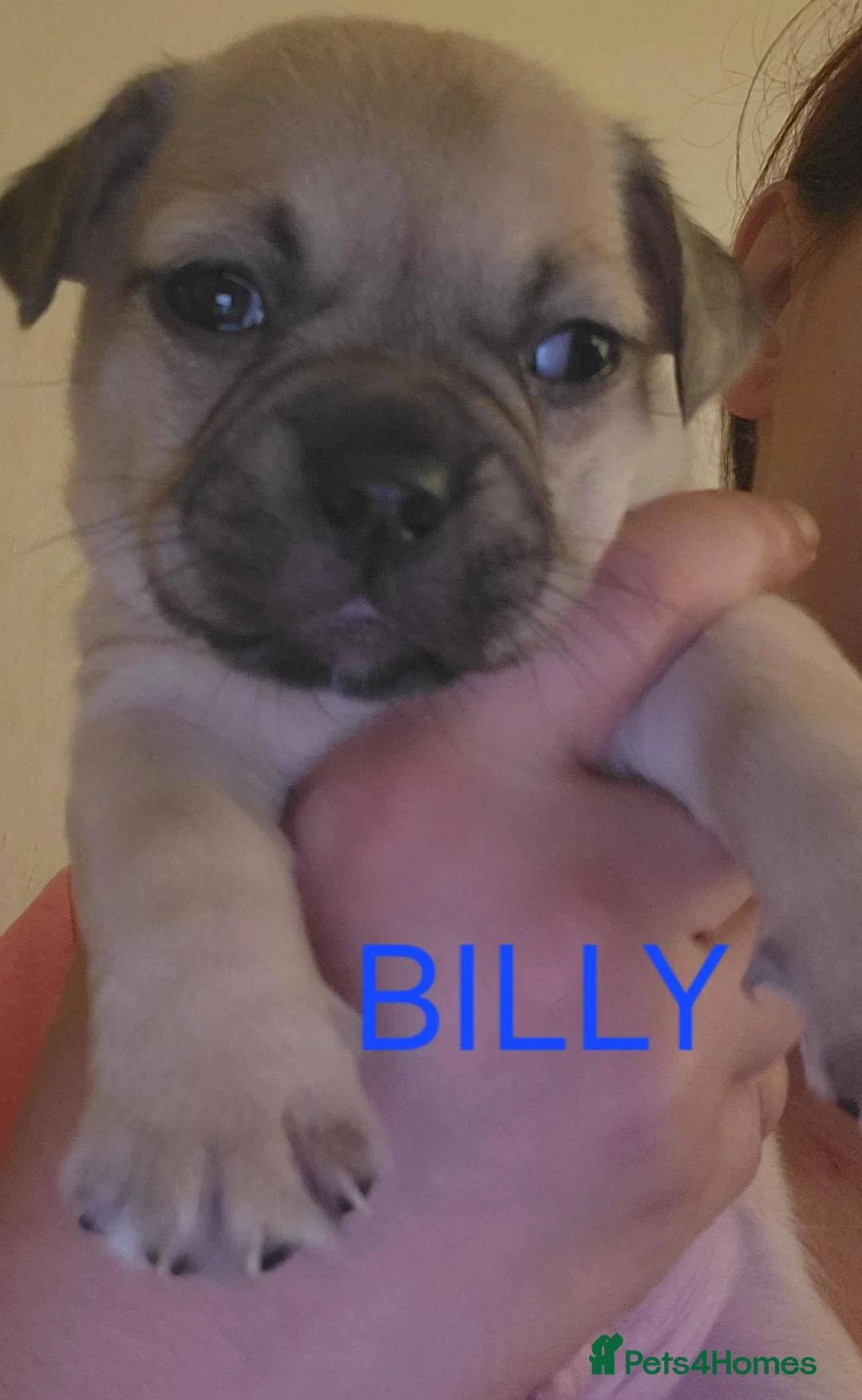 Jug dogs for sale: Gorgeous Jug Puppies  in Port Talbot - Advert 9