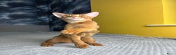 Abyssinian cats for sale: 1 sorrel Abyssinian Kitten left , Champion Line  - Advert 14
