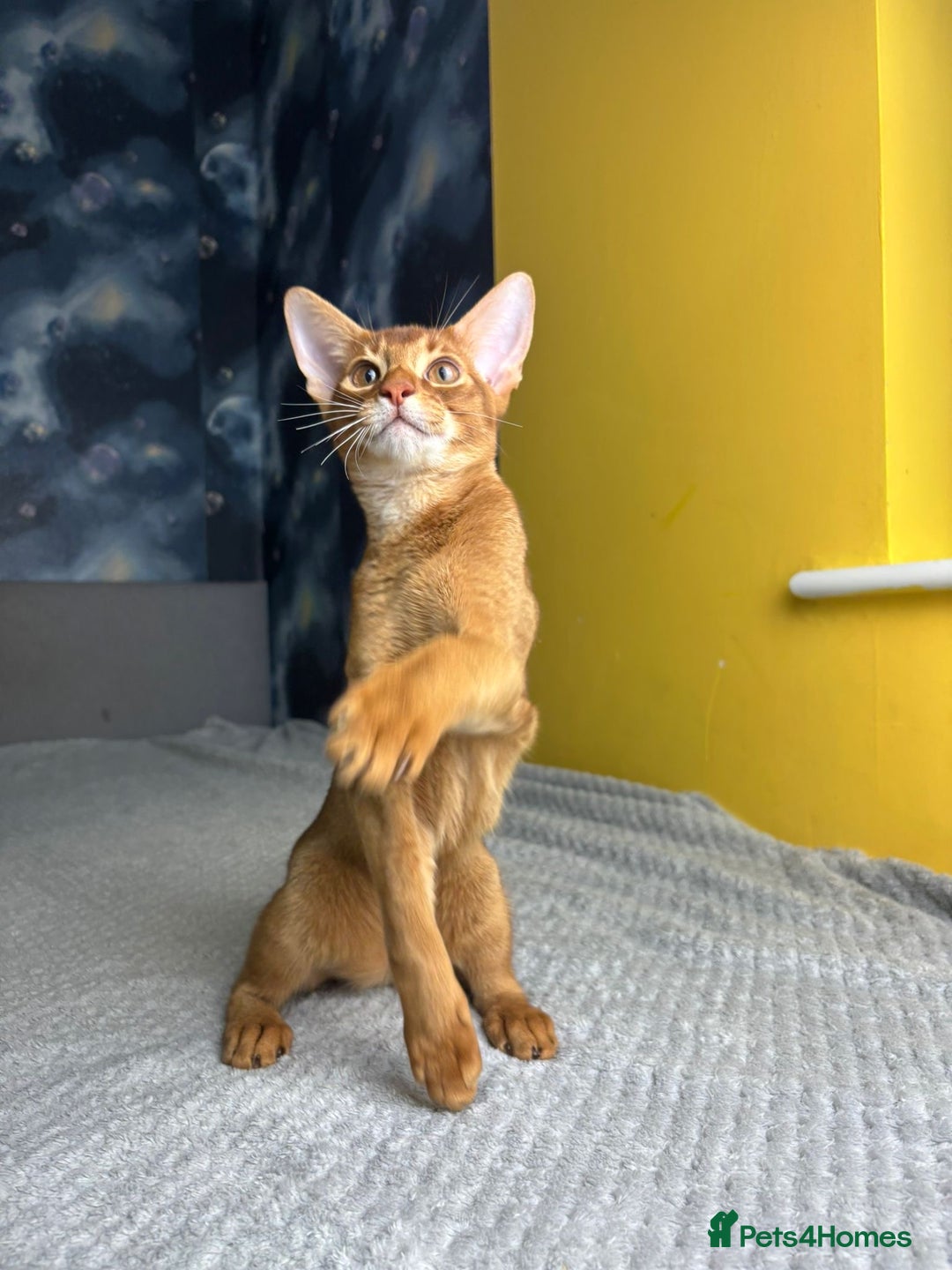 Abyssinian cats for sale: 1 sorrel Abyssinian Kitten left , Champion Line  - Advert 14