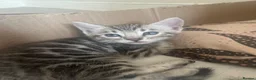 Bengal cats for sale: Bengal kittens  - Advert 9