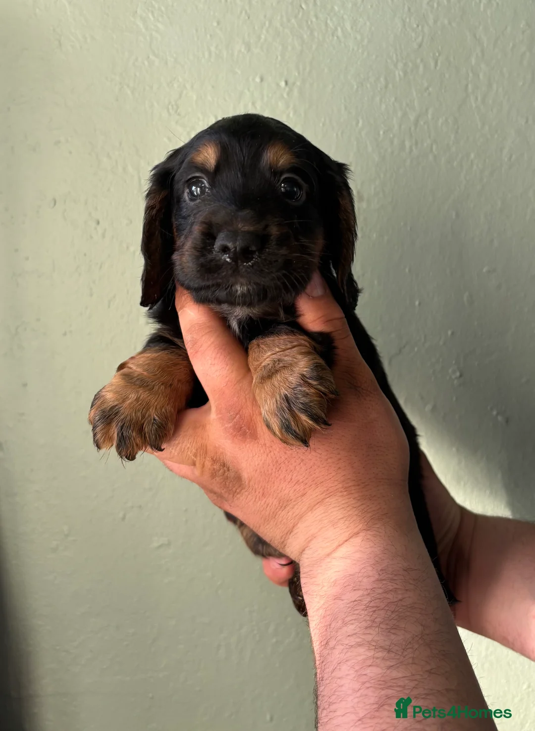 Cocker Spaniel dogs for sale: One KC registered girl left- ready now - Advert 10