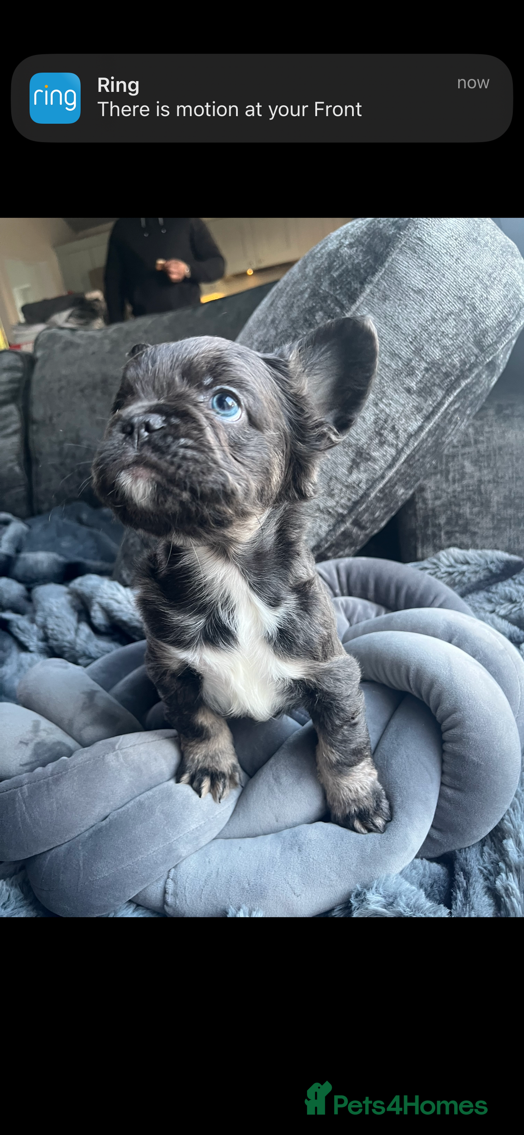 French Bulldog dogs for sale: Beautiful full fluffy frenchies  - Advert 25