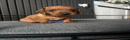 Miniature Dachshund dogs for sale: BEAUTIFUL MINIATURE DACHSHUND  - Advert 7