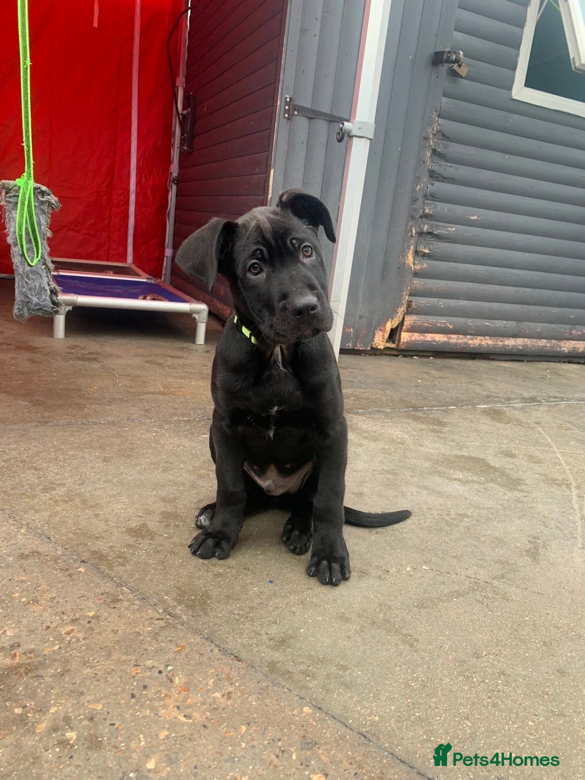 Mixed Breed dogs Belgian shepherd/cane corso hybrid pups.  - Advert 2