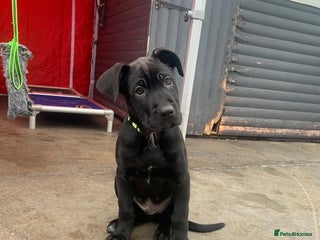 Mixed Breed dogs Belgian shepherd/cane corso hybrid pups. - Advert 6