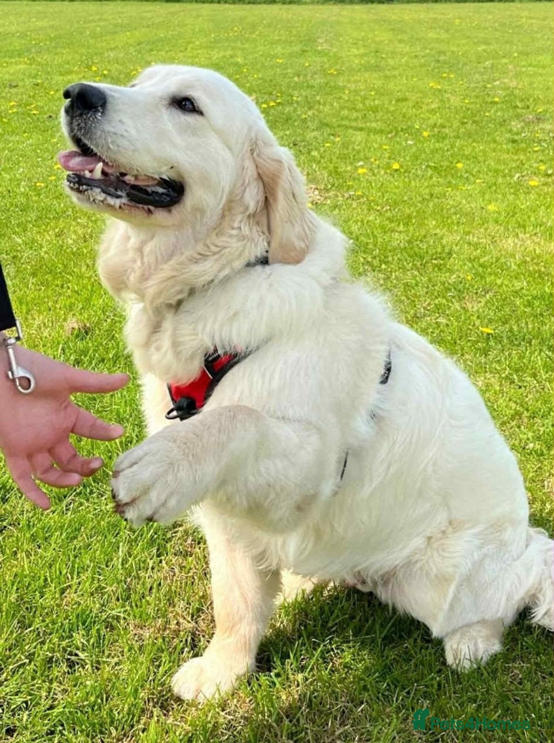 Golden Retriever dogs for stud: Handsome k.c Registered Golden retriever For Stud  in Knottingley - Image 1