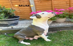 Staffordshire Bull Terrier dogs for sale: STAFFORDSHIRE BULL TERRIERS💚 - Image 22