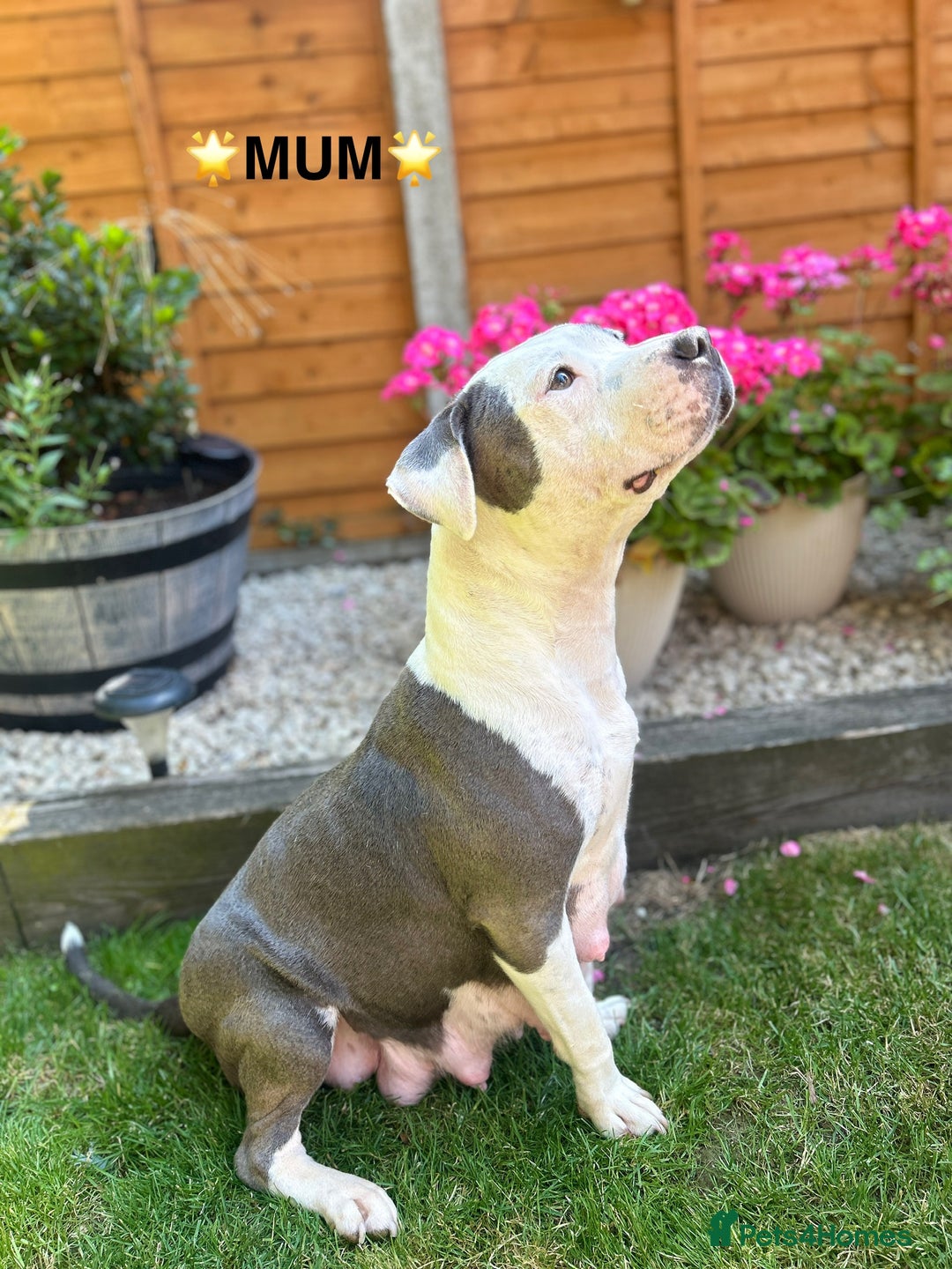 Staffordshire Bull Terrier dogs for sale: STAFFORDSHIRE BULL TERRIERS💚 - Image 22