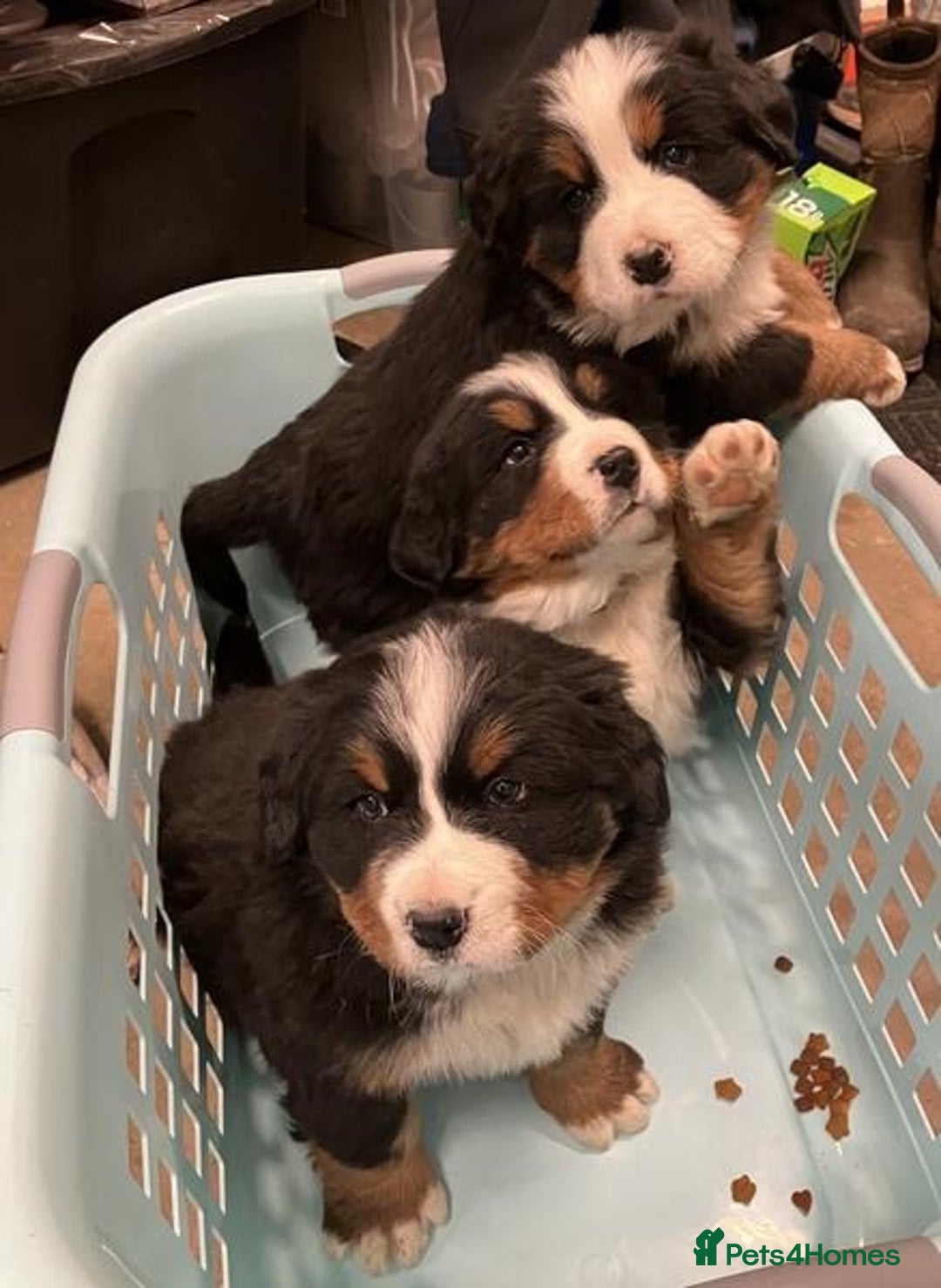 Bernese Mountain Dog dogs for sale: Reversed Bernese Mountain Dog Puppies - Advert 1