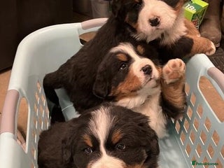 Bernese Mountain Dog dogs Reversed Bernese Mountain Dog Puppies - Advert 4