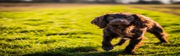 Cocker Spaniel dogs for stud: KC reg Working Cocker Spaniel for Stud in Cambridge - Advert 6