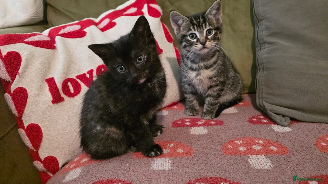 Mixed Breed cats for sale: 2 kittens READY NOW - Advert 6