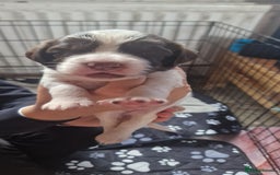 English Springer Spaniel dogs for sale: English springer spaniel pups - Image 2