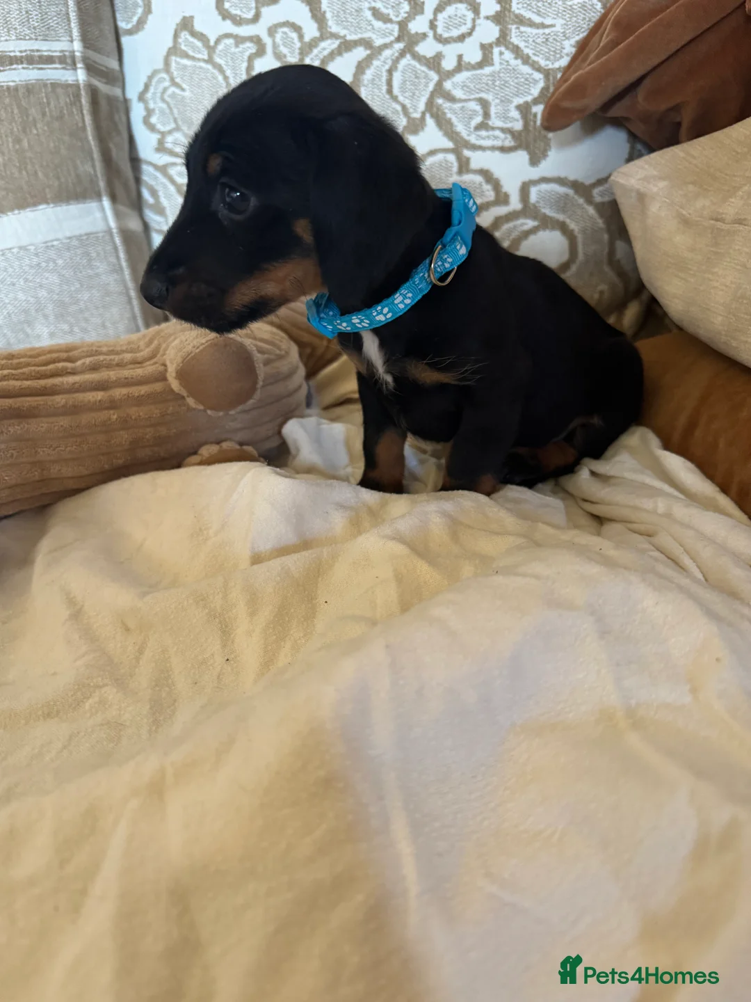 Miniature Dachshund dogs for sale: Miniature dachshunds - Advert 8